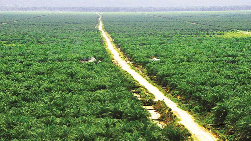 Palm Oil Land Dispute in Banggai Remains Unresolved as Farmers and PT Sawindo Cemerlang Continue Conflict