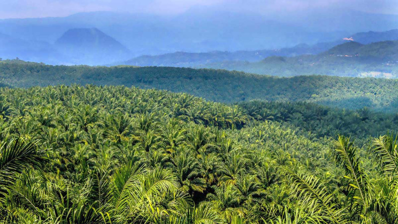 ISEI Riau Urges Revision of Palm Oil Revenue-Sharing Formula Amid Fiscal Imbalance Concerns