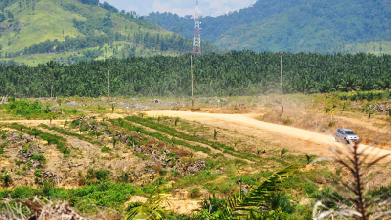 MADANI Warns of Rising Forest Fires in 2026 as Palm Oil Concessions Come Under Scrutiny