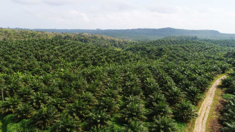 SPKS Backs 80 Percent Plasma Plan, Calls It a Momentum for Palm Oil Agrarian Reform