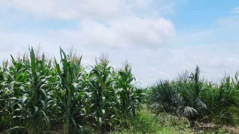 Assessing the Potential of Regenerative Agriculture in Oil Palm Plantations
