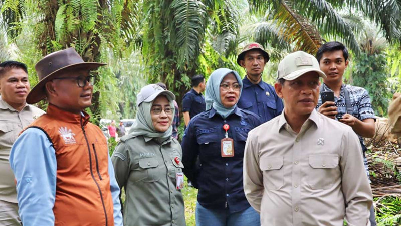 Palm-Cattle Integration Seen as Key to Reducing Beef Imports, Indonesia Eyes Nationwide Expansion
